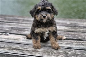 Johnny - Yorkiepoo - Yorkie Poo for sale