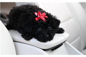 Breslin - Yorkiepoo - Yorkie Poo for sale