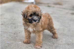Ward - Yorkiepoo - Yorkie Poo for sale