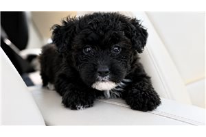 Brody - Yorkiepoo - Yorkie Poo for sale