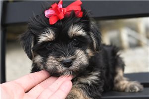 Becky - Yorkiepoo - Yorkie Poo for sale