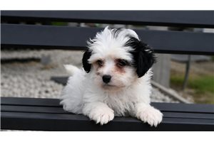 Rod - Yorkiepoo - Yorkie Poo for sale