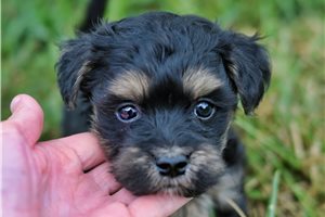 Johnny - Yorkiepoo - Yorkie Poo for sale