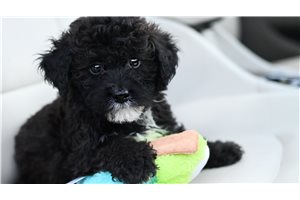 Brody - Yorkiepoo - Yorkie Poo for sale