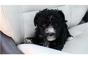 Blaine - Yorkiepoo - Yorkie Poo for sale