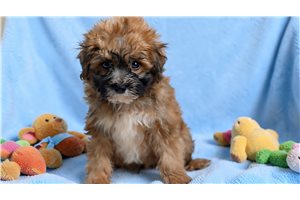 Ward - Yorkiepoo - Yorkie Poo for sale