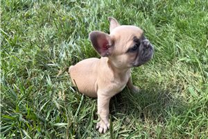 Cashmere - French Bulldog for sale