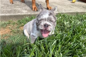 Coleman - French Bulldog for sale