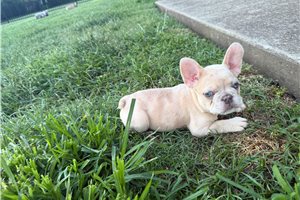 Casey - French Bulldog for sale