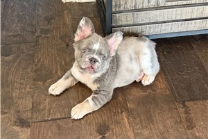 Coleman - French Bulldog for sale