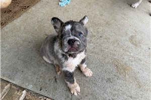 Coleman - puppy for sale