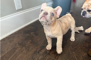Casey - French Bulldog for sale
