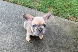 Cassie - puppy for sale
