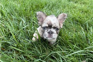 Carrie - French Bulldog for sale