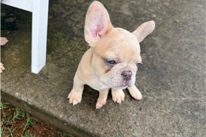 Casey - puppy for sale