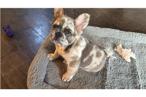 Carrie - French Bulldog for sale