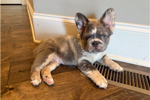 Coleman - French Bulldog for sale