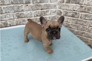 Cashmere - puppy for sale