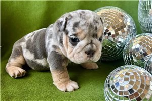 Apollo - Bulldog for sale