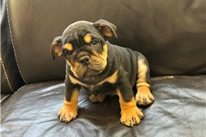 Archer - puppy for sale