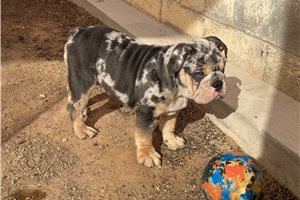 Apollo - Bulldog for sale