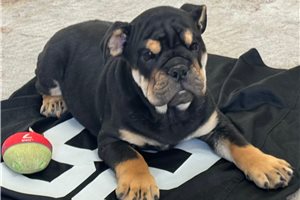 Archer - Bulldog for sale