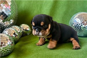 Allie - Bulldog for sale