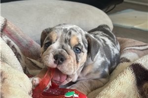 Apollo - Bulldog for sale