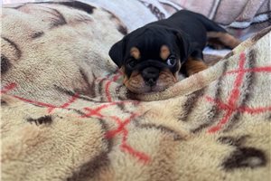 Allie - Bulldog for sale