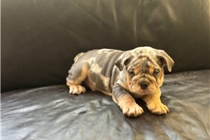 Apollo - Bulldog for sale