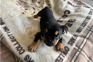 Archer - Bulldog for sale