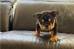 Allie - Bulldog for sale