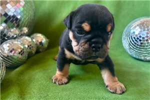 Archer - Bulldog for sale