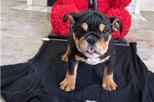 Allie - Bulldog for sale