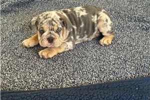 Apollo - Bulldog for sale