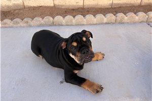 Archer - Bulldog for sale