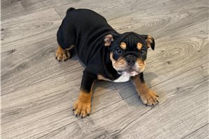 Allie - Bulldog for sale