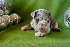 Apollo - Bulldog for sale