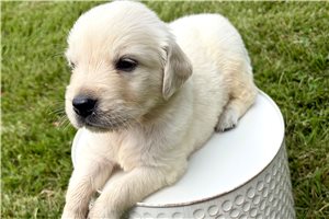 Adrian - puppy for sale