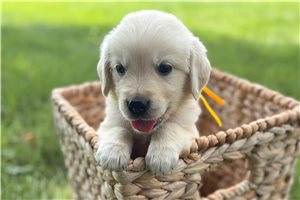 Ashton - Golden Retriever for sale