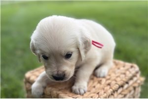 Addison - Golden Retriever for sale