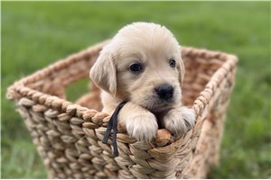 Allyson - Golden Retriever for sale
