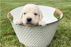 Ashton - puppy for sale