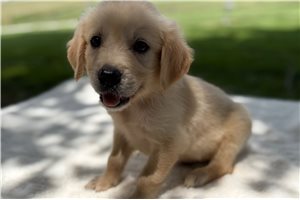 Augustus - Golden Retriever for sale