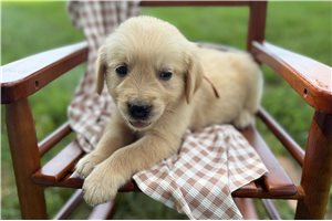 Augustus - Golden Retriever for sale