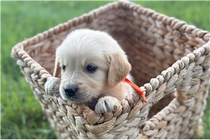 Augustus - Golden Retriever for sale