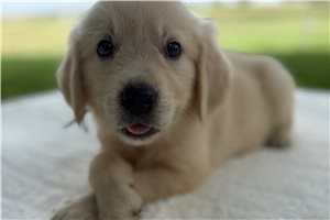 Allyson - Golden Retriever for sale