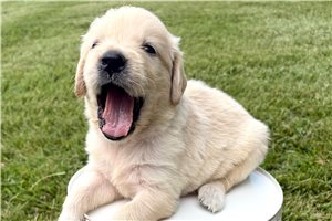 Atlas - puppy for sale