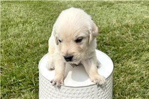 Alex - puppy for sale
