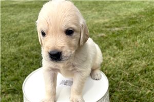 Addison - puppy for sale